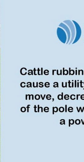 cow standing by guy wire