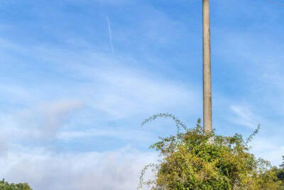 vegetation growing close to power pole