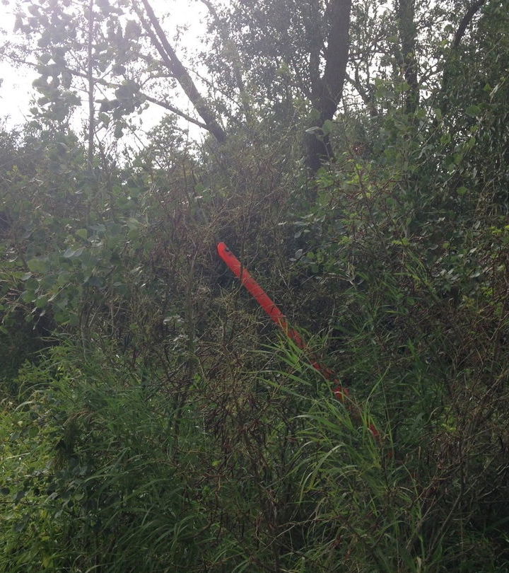 guy wire hidden in foliage