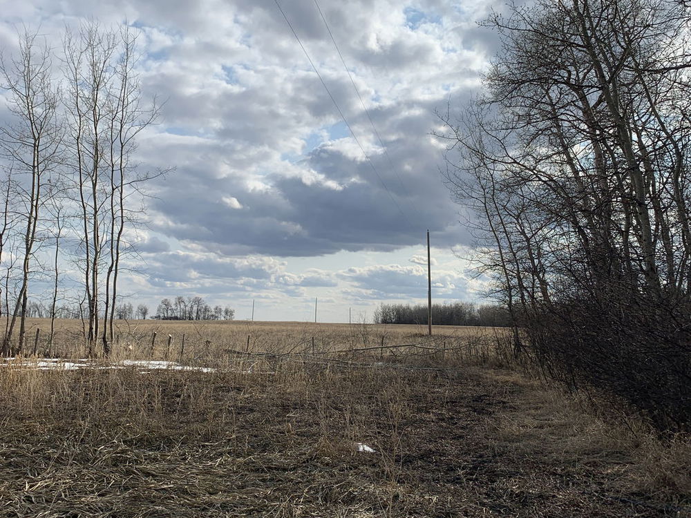 trees close to a power line