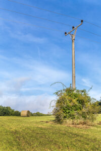 A power pole with vegetation planted too close can be dangerous and prevent technicians from working on the pole.